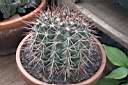 MELOCACTUS SP_1.jpg